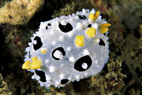  Phyllidia babai (Sea Slug)